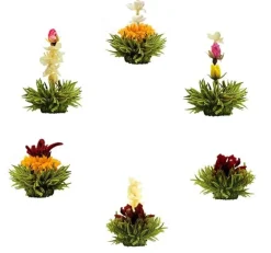 Sale Theebloem Cherry Theebloemen