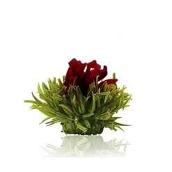 Hot Theebloem Lemon Theebloemen