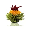 New Theebloem Mango Theebloemen