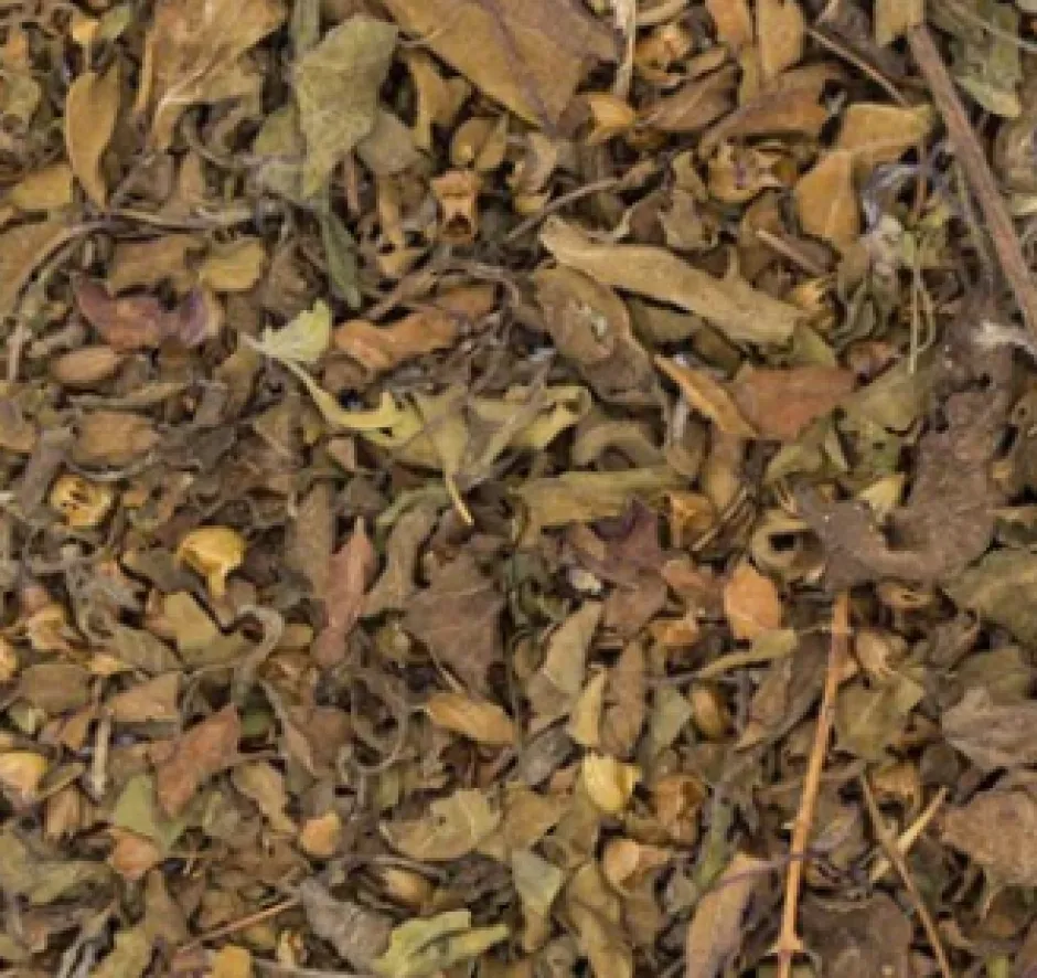 Fashion Tulsi kruidenthee Tulsi Thee | Ayurvedische Thee